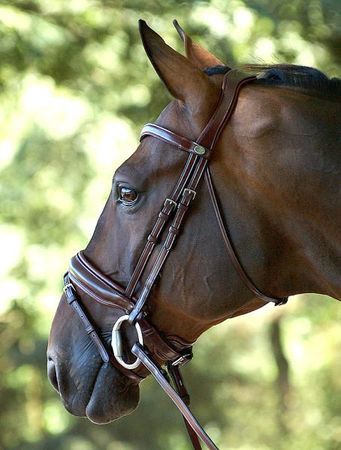 Dressage Medium Crank Snaffle Bridle