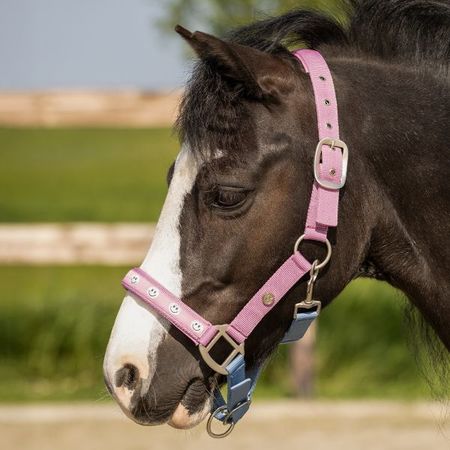 QHP Halfter Rosalynn, gepolstert,verstellbar