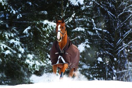 Rambo Wug mit Varilayer 450g, Winterdecke, Weidedecke, Pferdedecke