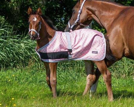 QHP Fohlendecke Turnout Collection
