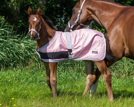 QHP Fohlendecke Turnout Collection, 100g, Winterdecke, Pferdedecke
