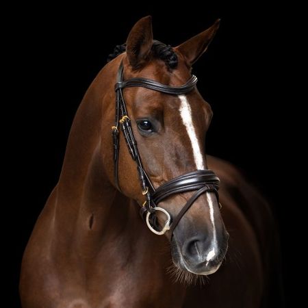 Trense IRH Englisches Reithalfter Kombiniert Imperial Riding