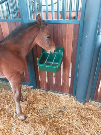 Kraftfuttertrog-Fohlentrog mit Metallstäbe
