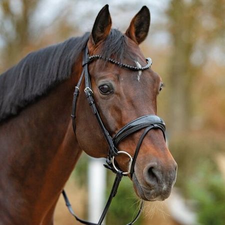 PassierTrense Noblesse anatomisch mit Lackleder und Crystal Stirnriemen