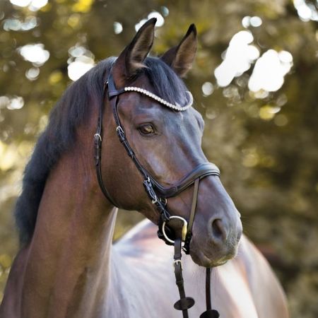 Kavalkade Trense Calla eng.-komb. mit Strassstirnband