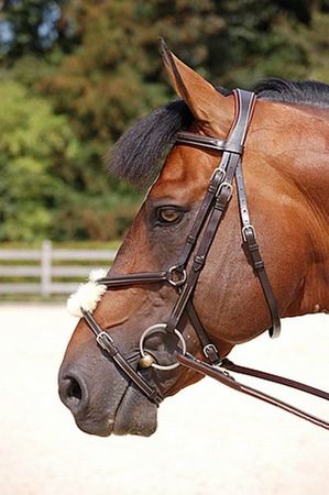 Dyon WC:  Trense mit Mexikanischem Reithalfter