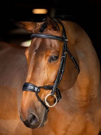 LeMieux Kudos Clear Arc Bridle Trense