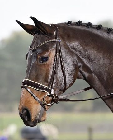 Busse Trense LUXURY