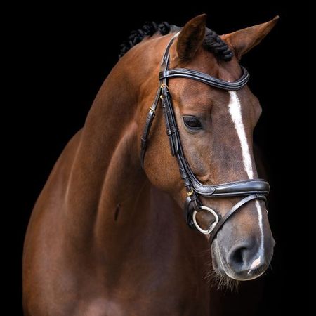 Trense IRH mit geschweiftem englischem Reithalfter anatomisch