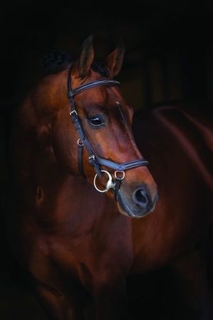 Rambo Micklem Competition Deluxe Bridle