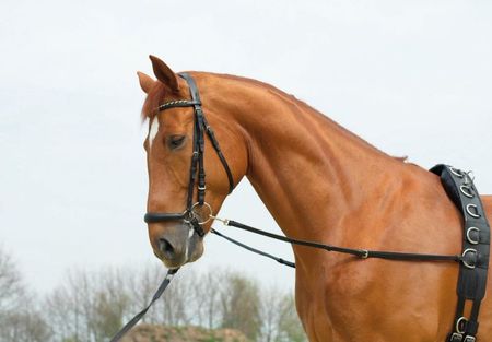 Ausbindezügel BASIC-STARR