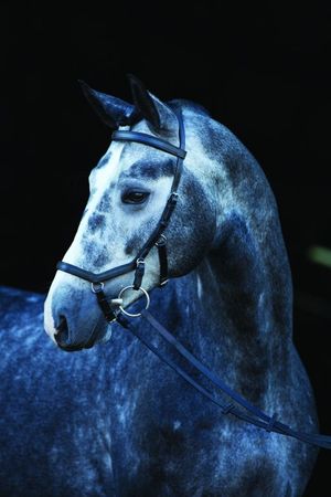 Rambo Micklem Competition Bridle