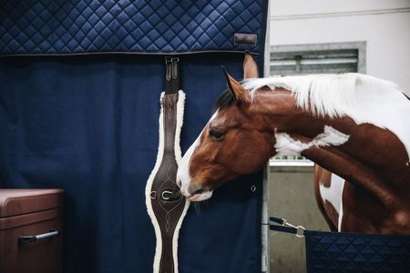 Kentucky Boxenwandvorhang Wasserdicht