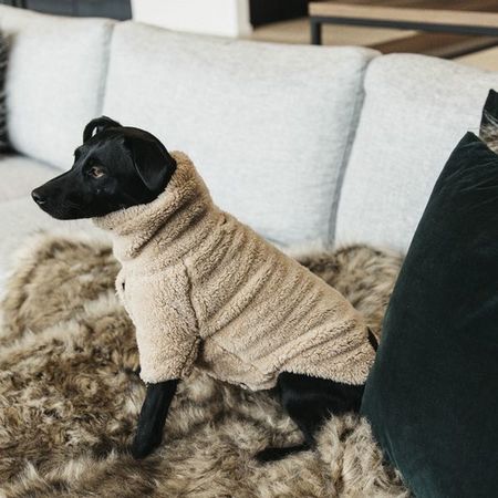Kentucky  Dog Sweater Teddy Fleece