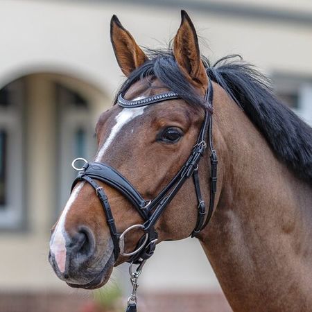 Passier Longiertrense Leder anatomisch mit Reithalfter