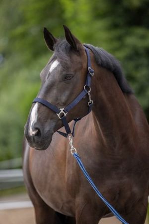 Covalliero Halfter Hippo verstellbar mit Karabiner