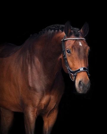 PRESTEQ Trense FaySport Glitter