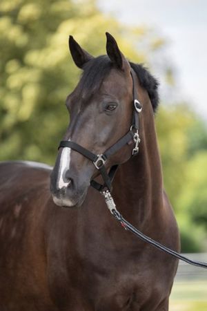 Covalliero Halfter Hippo verstellbar mit Karabiner