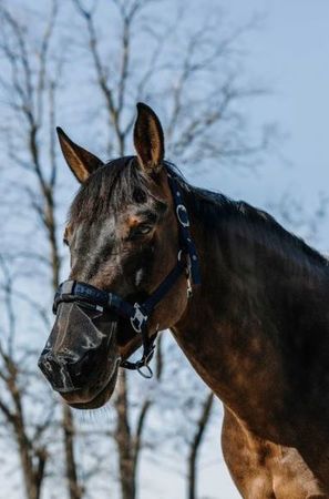 EQUITHÈME UV-Schutz für die Nase